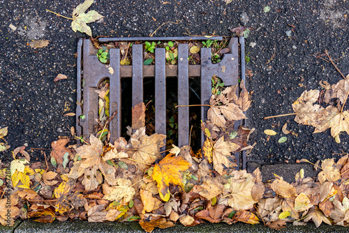 Herbstlaub verstopft Wasserabfluss photo