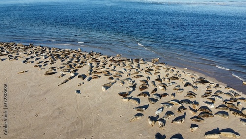 Fotografija Closeup of  Seals basking on the sand in Findhorn Bay