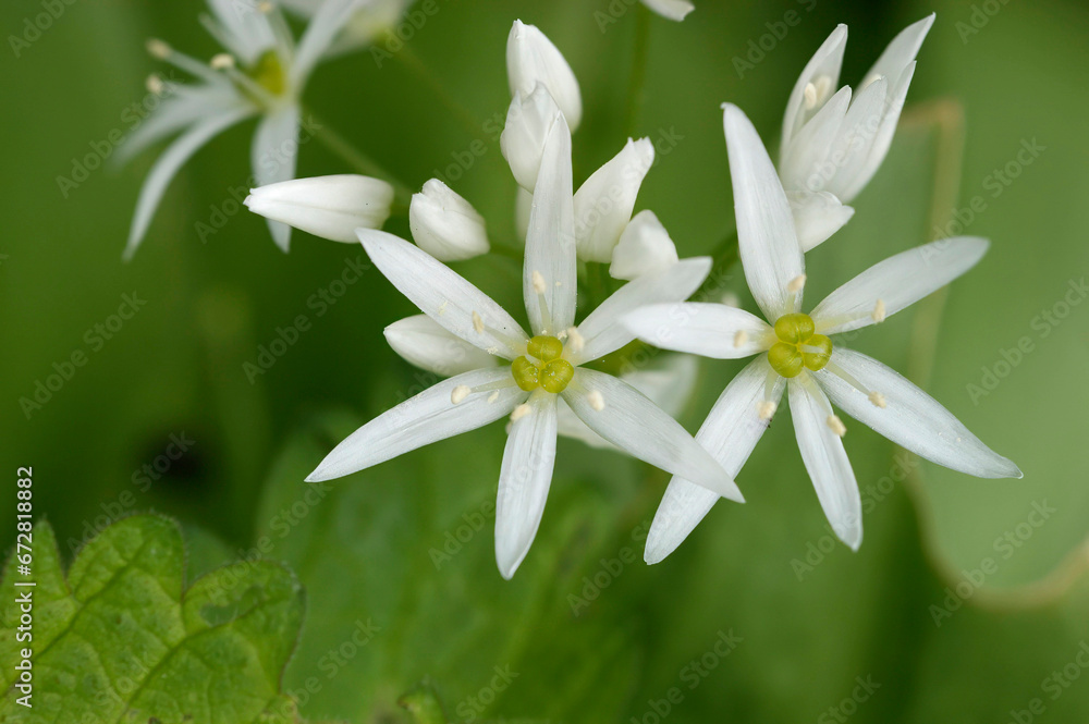 Closeup on the fragile white flower of the wild garlic or bear leek, Allium ursinum Closeup on the fragile white flower of the wild garlic or bear leek, Allium ursinum