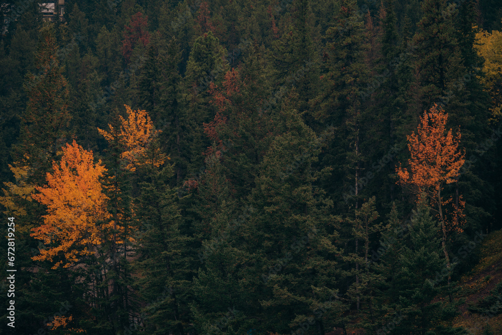 Autumn colours in Banff National Park Autumn colours in Banff National Park
