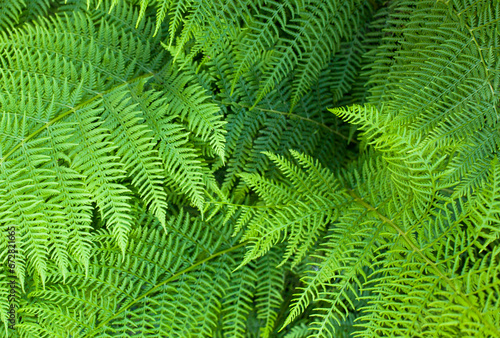 Green fern stems and leaves