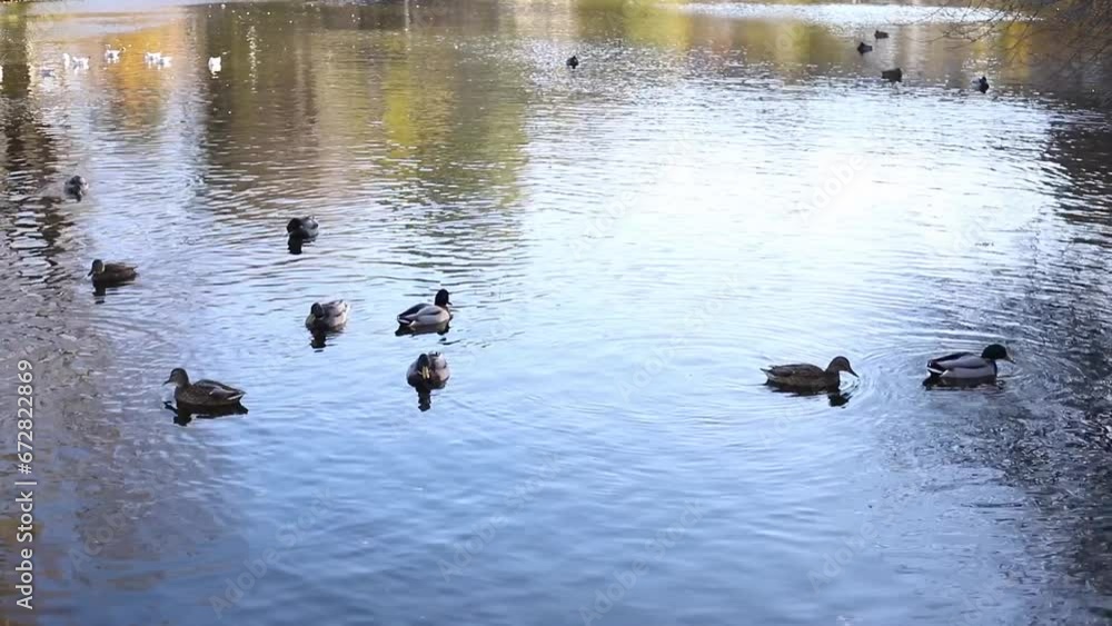 Many ducks swimming in river or lake at sunlight Many ducks swimming in river or lake at sunlight