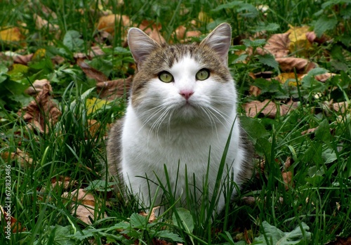 A  fluffy gray cat with a white muzzle and shirtfront sits on the grass among fallen yellow leaves. The cat has large green eyes with black rims. photo