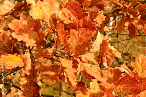 A carpet of bright yellow-brown oak leaves.