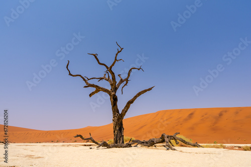 Sossusvlei tree 