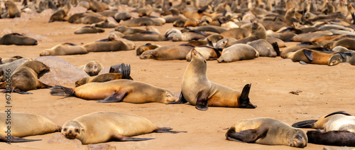 Seal