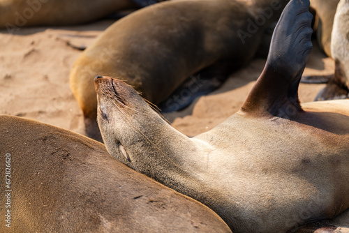 Seelöwe
