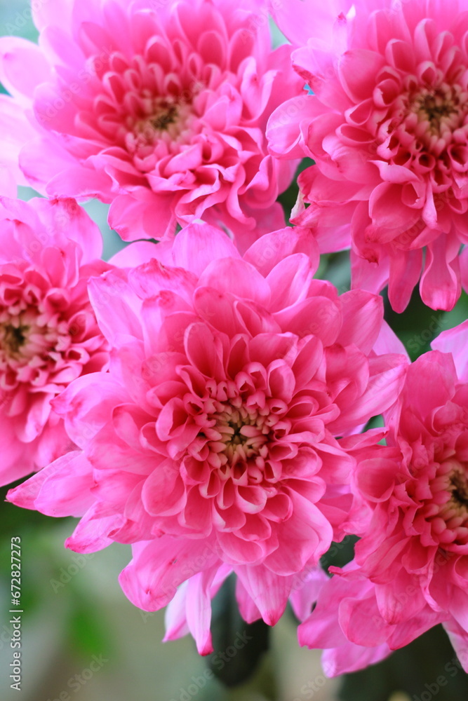 pink chrysanthemums, large, many, bouquet