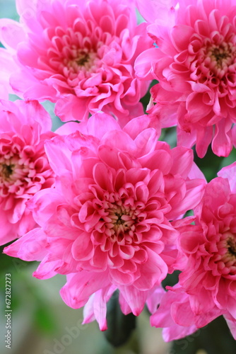 pink chrysanthemums  large  many  bouquet