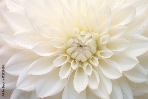 Soft yellow dahlia petals macro, floral abstract background. Close up of flower dahlia for background © Jasmina