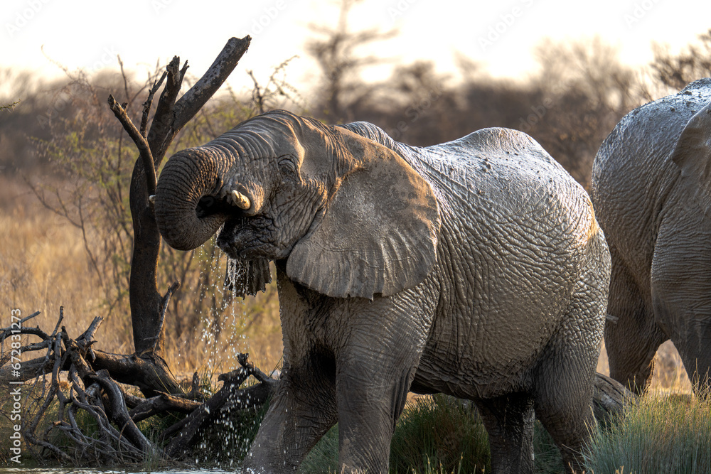 Fototapeta premium Trinkender Elefant
