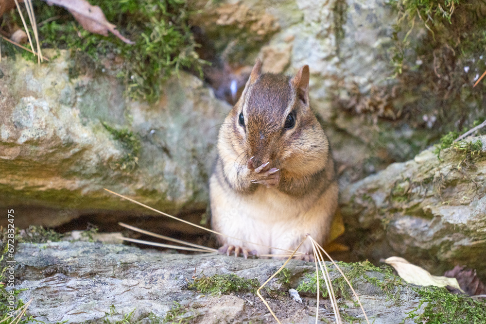 Cutle Little Chipmunk Washing His Face Cutle Little Chipmunk Washing His Face