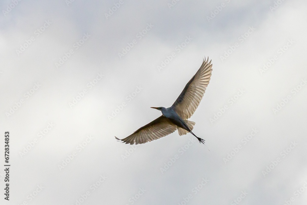 Low angle of a white stork flying in a cloudy sky with its wings outstretched Low angle of a white stork flying in a cloudy sky with its wings outstretched
