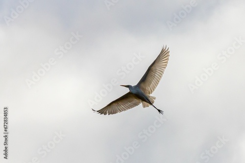 Low angle of a white stork flying in a cloudy sky with its wings outstretched