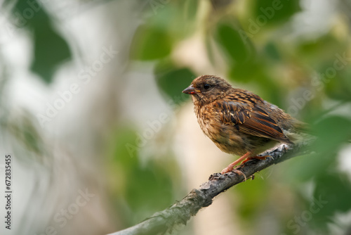 Young Song sparrow perched on a branch in the summer wood.