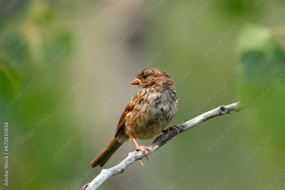 Fototapeta premium Young Song sparrow perched on a branch in the summer wood.