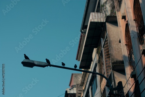 Silhouette of two birds perched on a streetlamp in front of a vintage brick building © Wirestock