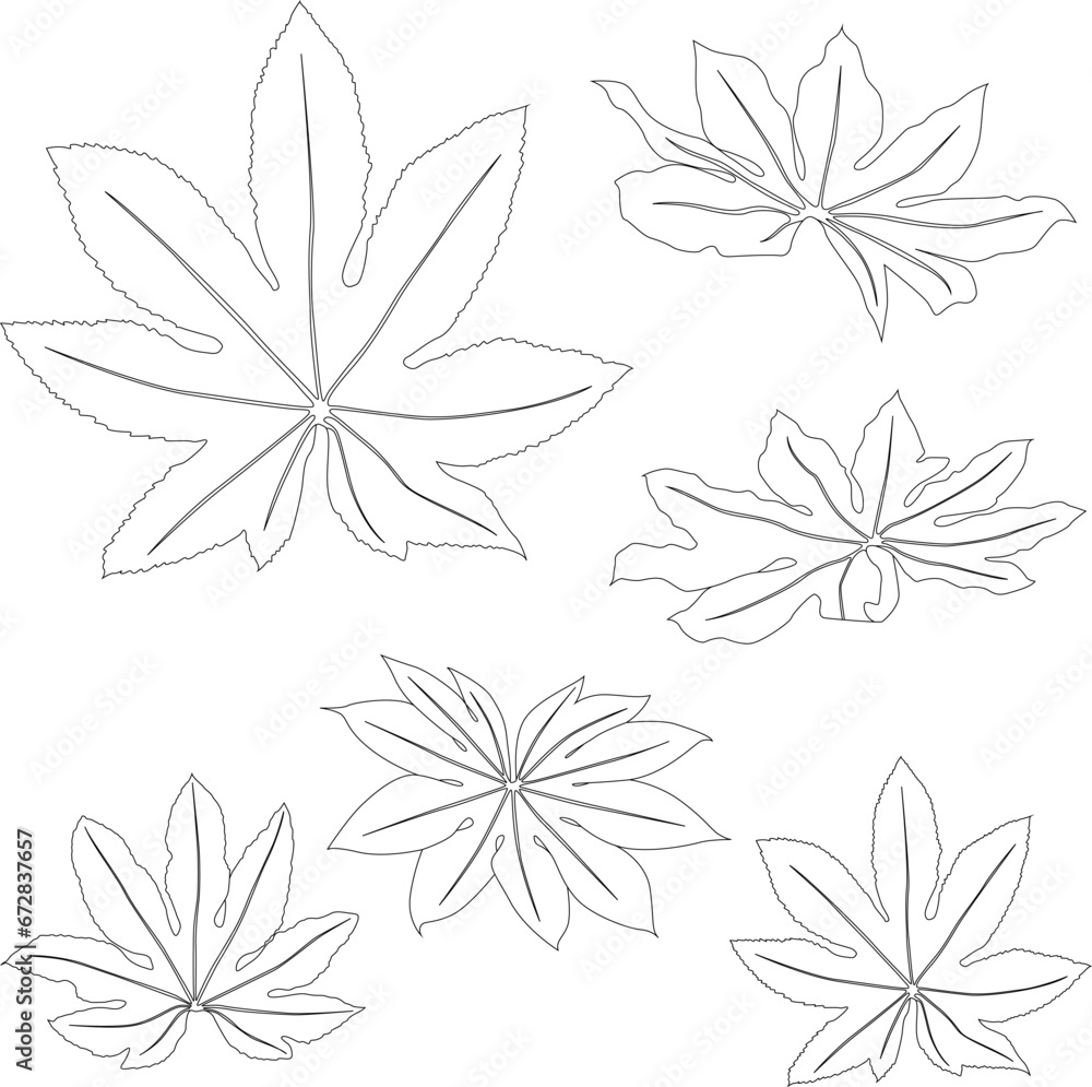 Line art aralia leaves tropical plants isolated on white background