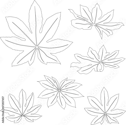 Fototapeta Naklejka Na Ścianę i Meble -  Line art aralia leaves tropical plants isolated on white background