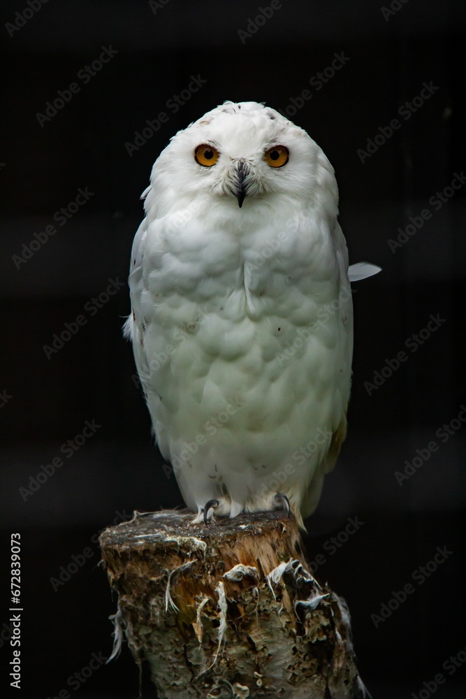 Fototapeta premium Majestic white snow owl perched atop a rustic wooden stump against a black background