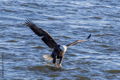 Bald Eagle catching fish