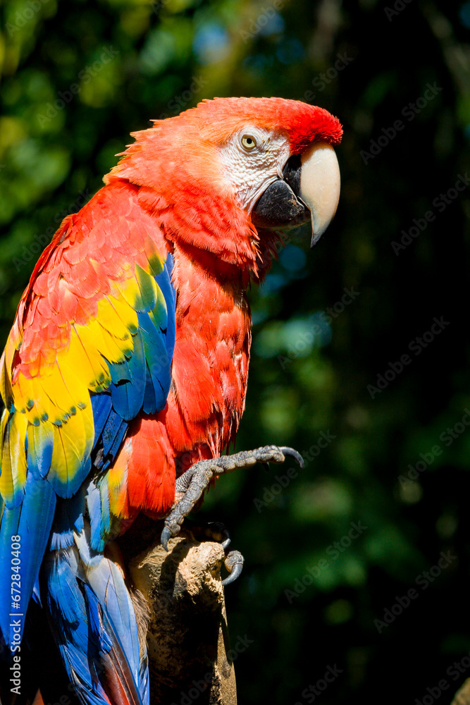 Red Ara parrot, Red Ara Parrot, Scarlet ara, beautiful Green-winged Macaw (Ara chloropterus). Macaw parrot with blurry green vegetation background.
