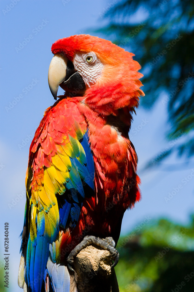 Red Ara parrot, Red Ara Parrot, Scarlet ara, beautiful Green-winged Macaw (Ara chloropterus)