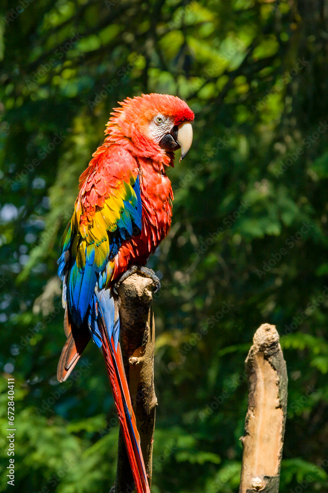 Red Ara Parrot, Scarlet ara, beautiful Green-winged Macaw (Ara chloropterus). Macaw parrot with blurry green vegetation background.