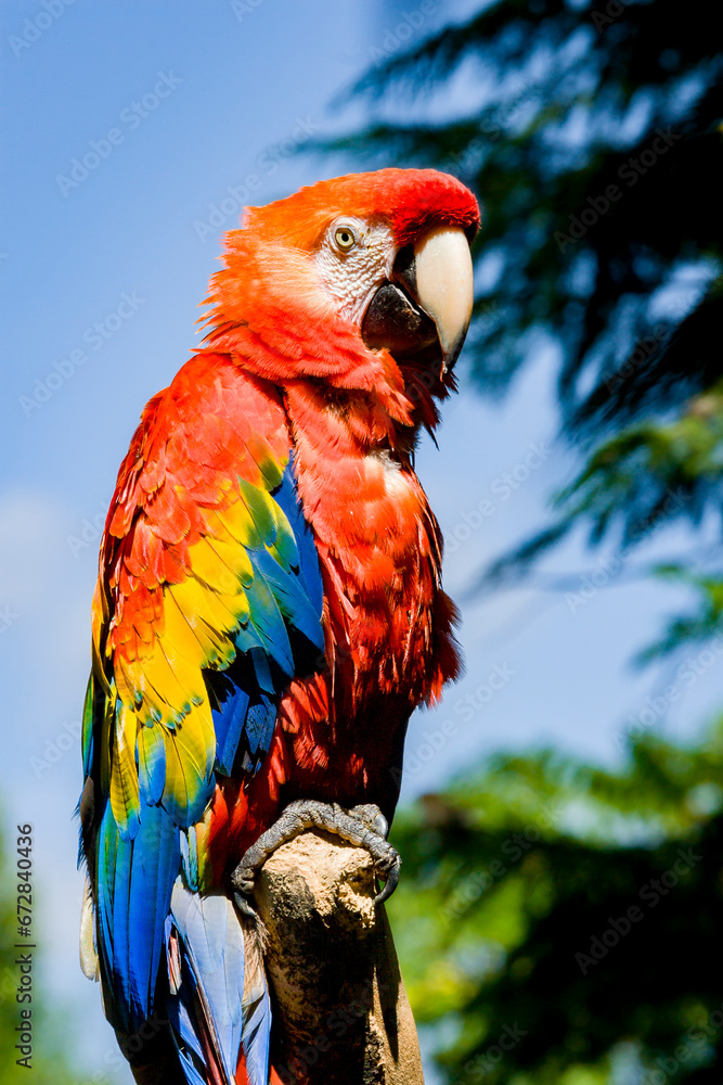 Fototapeta premium Red Ara Parrot, Scarlet ara, beautiful Green-winged Macaw (Ara chloropterus). 