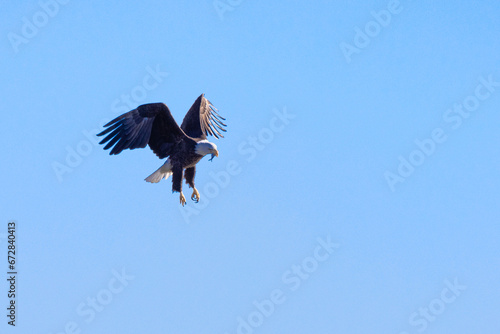 eagle in flight