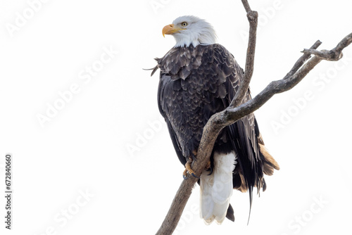 bald eagle close-up