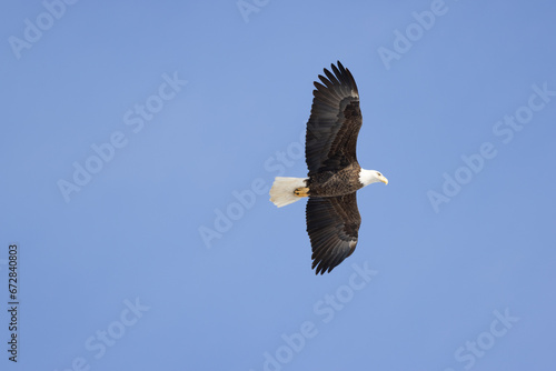 bald eagle in flight
