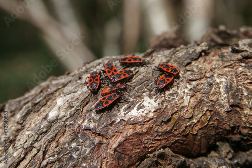 A group of red beetles on tree bark. The colony of Pyrrhocoris apterus. 