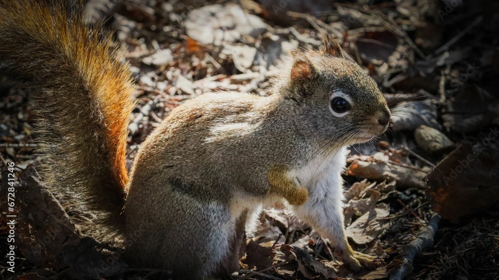 Closeup of a squirrel perched on dried leaves Closeup of a squirrel perched on dried leaves