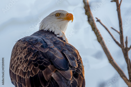 portrait of a eagle