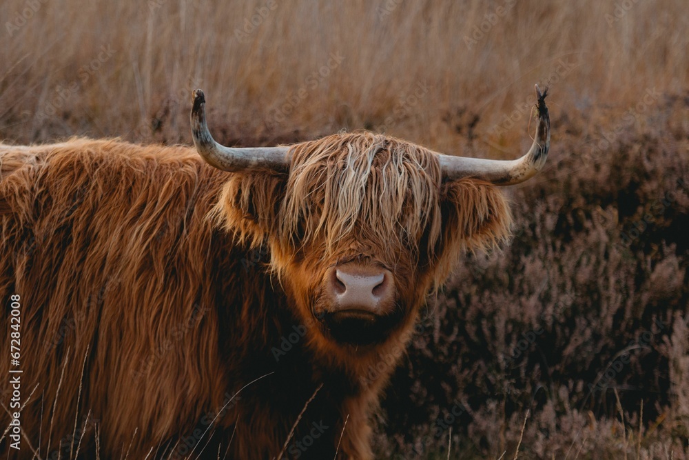 Highland cow in a grassy area with bushes providing a scenic backdrop