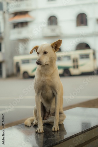 White canine perched atop a street-side counter  surveying the area.