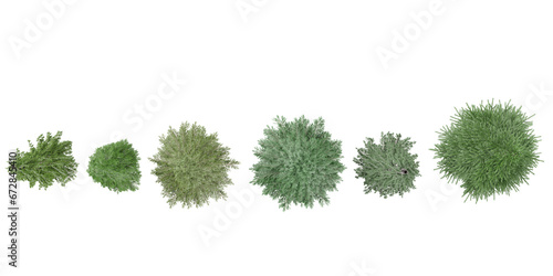 Schilderij op canvas set of Common wormwood,Dill,Silver mound,Pine,fir tress rendered from the top vi