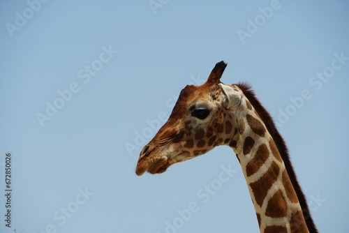 a giraffe's head in front of blue sky