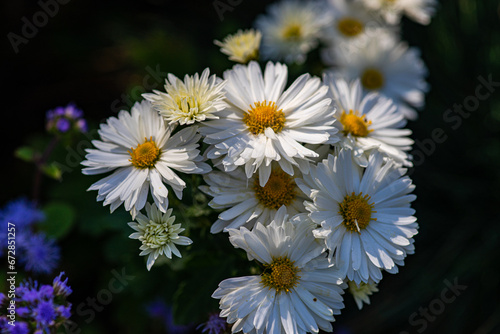 Close up of white aster flowers photo