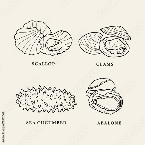 Line art seafood. Scallops, clams, sea cucumber, abalone