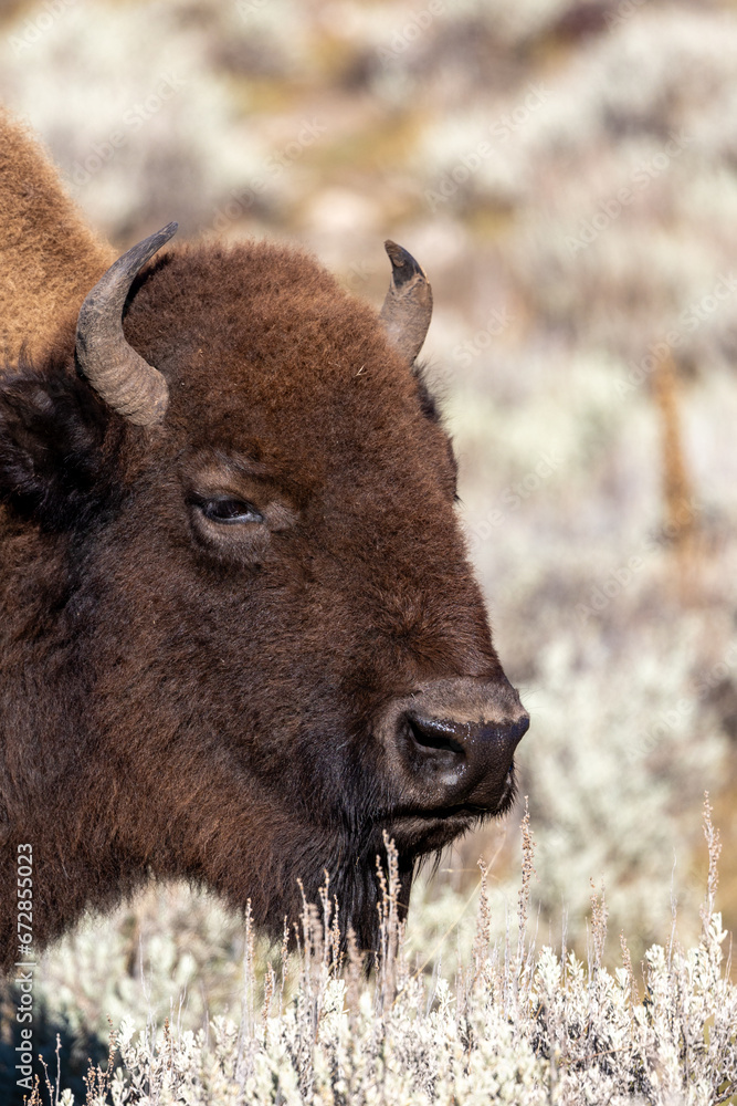 Fototapeta premium Portrait of a bison in Yellowstone National Park