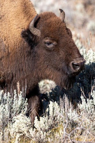 Portrait of a bison in Yellowstone National Park