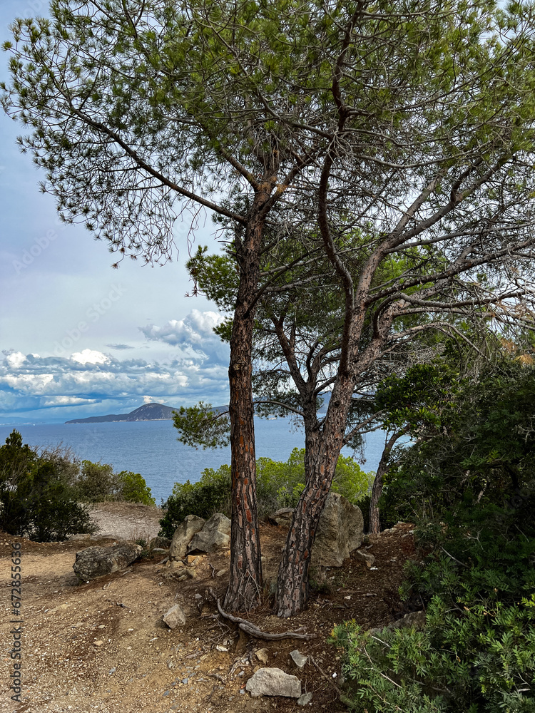 tree in the mountains