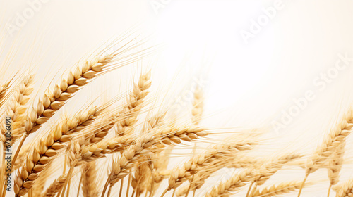Grain of wheat focused sharply against a plain white backdrop, representing bounty.