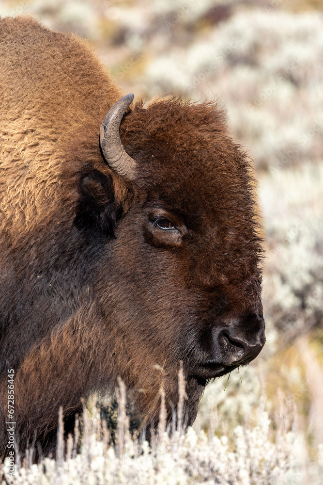 Portrait of a bison in Yellowstone National Park Portrait of a bison in Yellowstone National Park