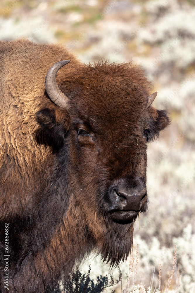 Portrait of a bison in Yellowstone National Park