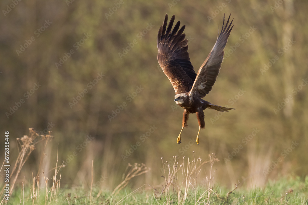 Obraz premium Flying Birds of prey Marsh harrier Circus aeruginosus, hunting time Poland Europe