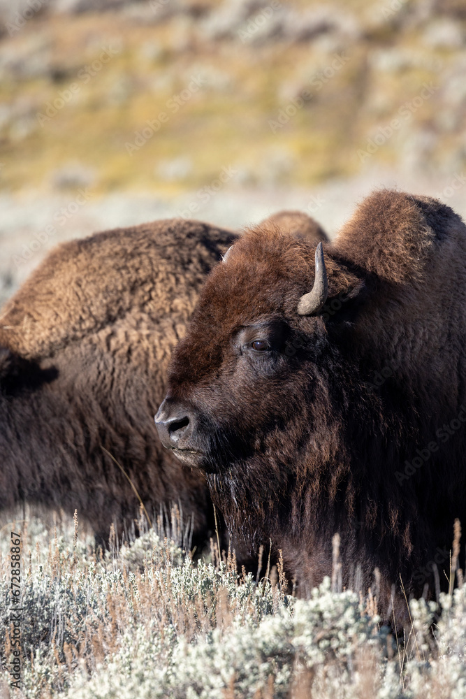 Portrait of several bison in Lamar Valley in Yellowstone National Park Portrait of several bison in Lamar Valley in Yellowstone National Park