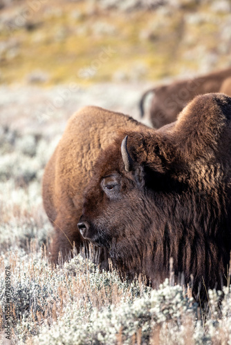Portrait of several bison in Lamar Valley in Yellowstone National Park